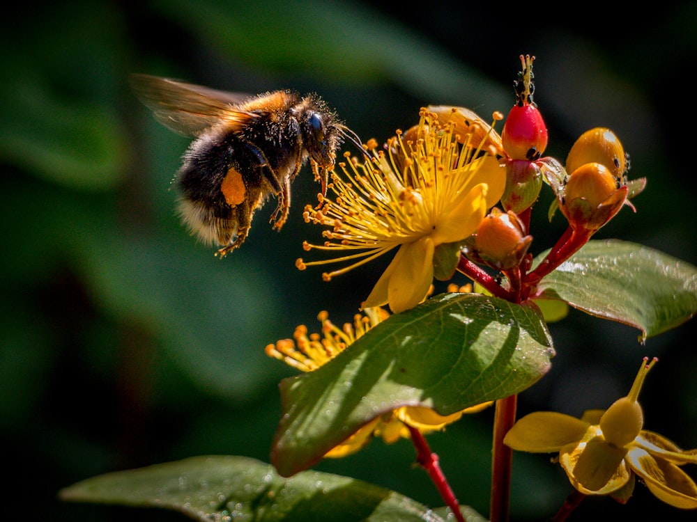 black and yellow bee on yellow flower