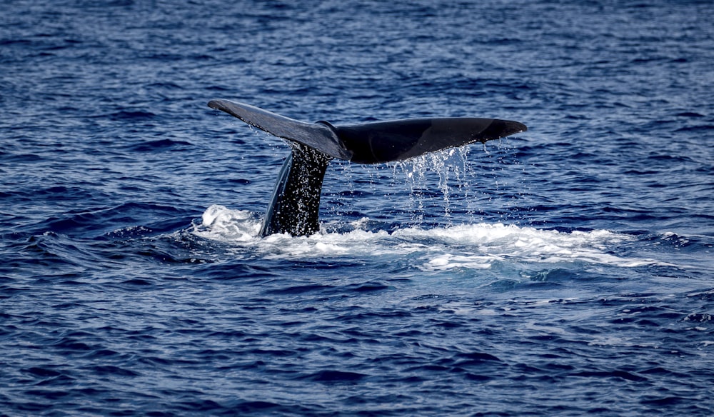 whale tail in the middle of the sea