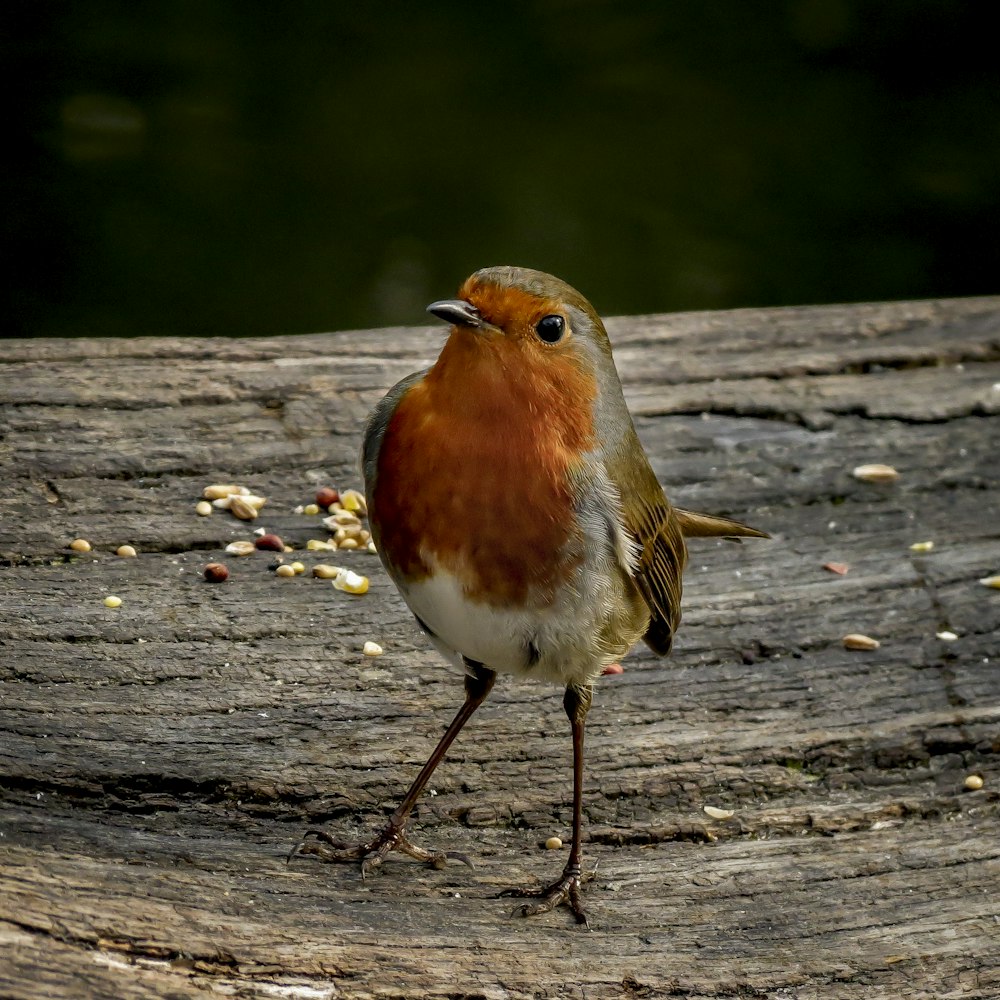 orange and white bird on brown wooden surface during daytime