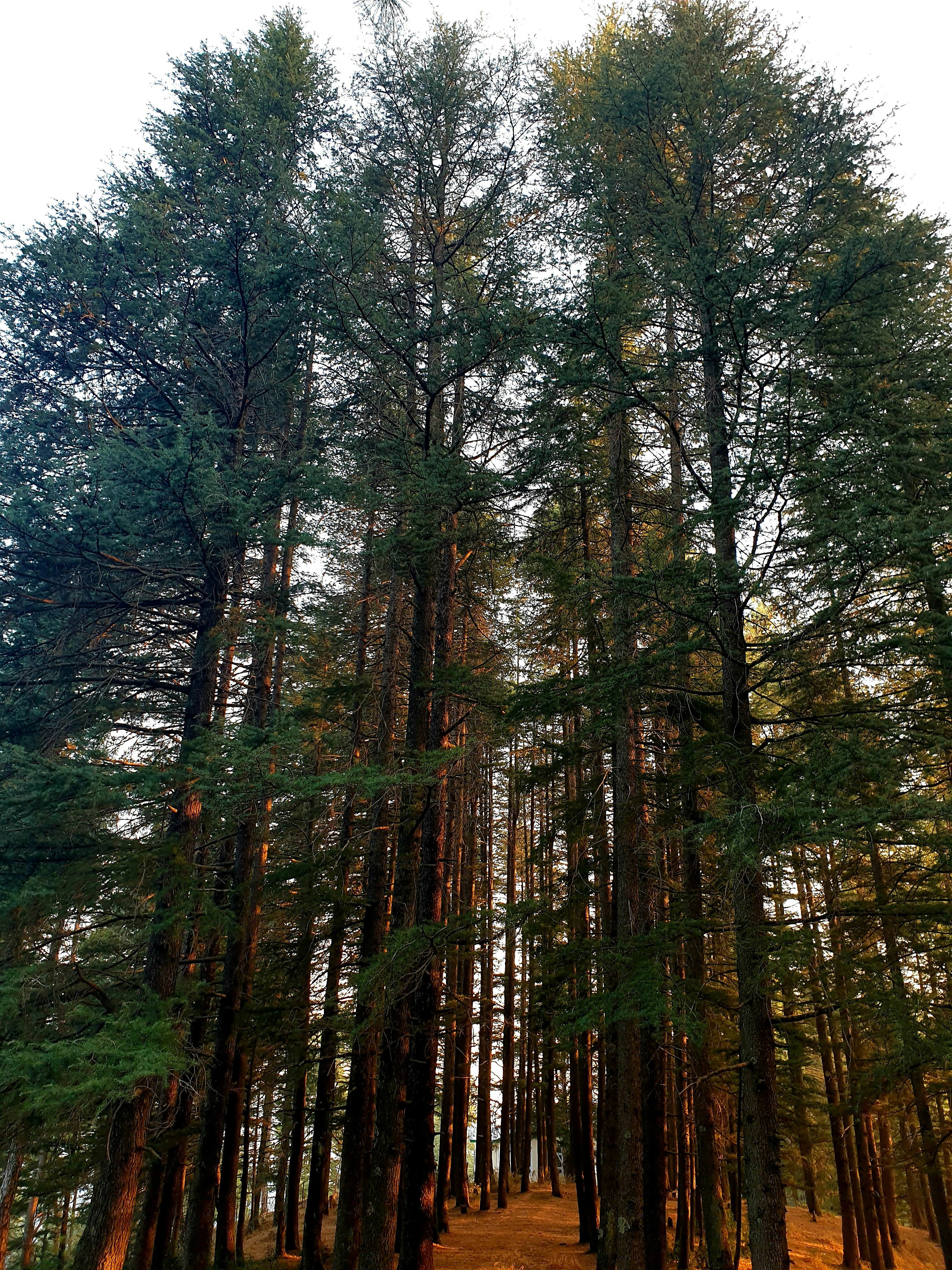 Photo by anujchauhan