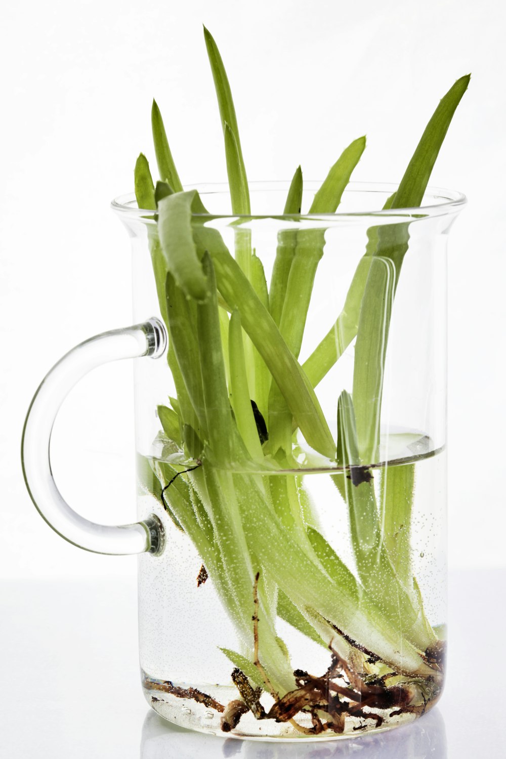 Planta verde en taza de vidrio transparente