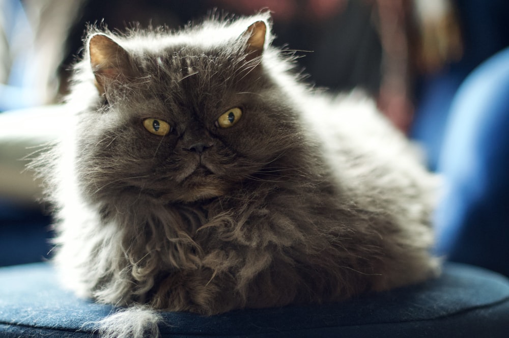 gray and white long fur cat