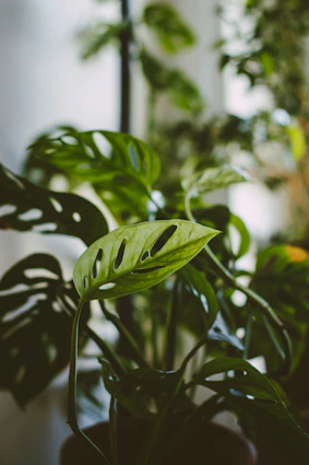 green leaves houseplant rare indoor houseplants