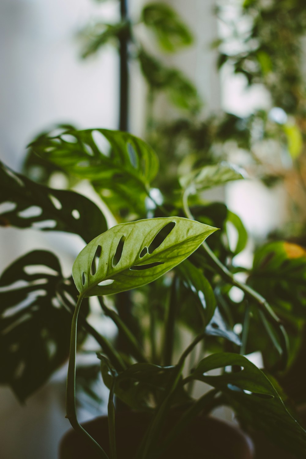 green leaves in tilt shift lens