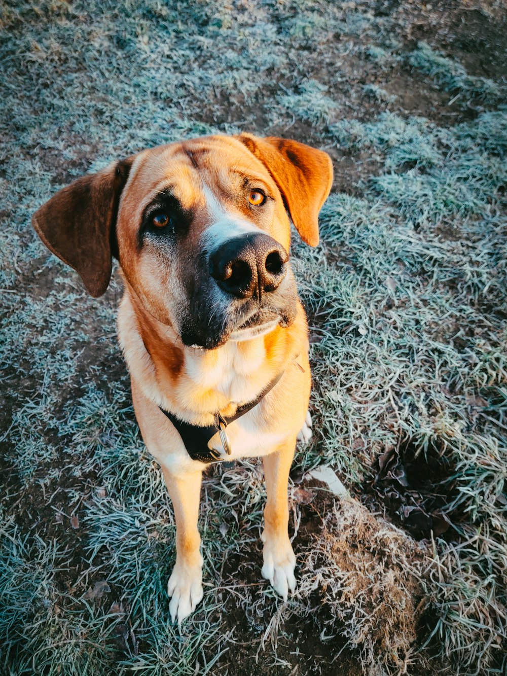 brown and white short coated dog sitting on gray grass field during daytime