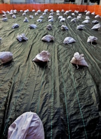 A large area is covered with a dark tarp material, held down by multiple white sandbags. The tarp has visible seams and lines running parallel across its length. The sandbags are evenly distributed in rows and the background features an orange safety barrier surrounding the area.