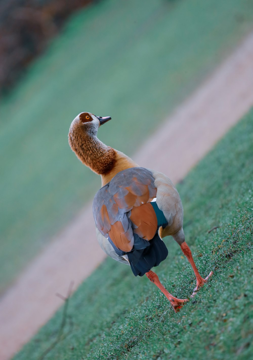 brown and black duck on green grass field during daytime