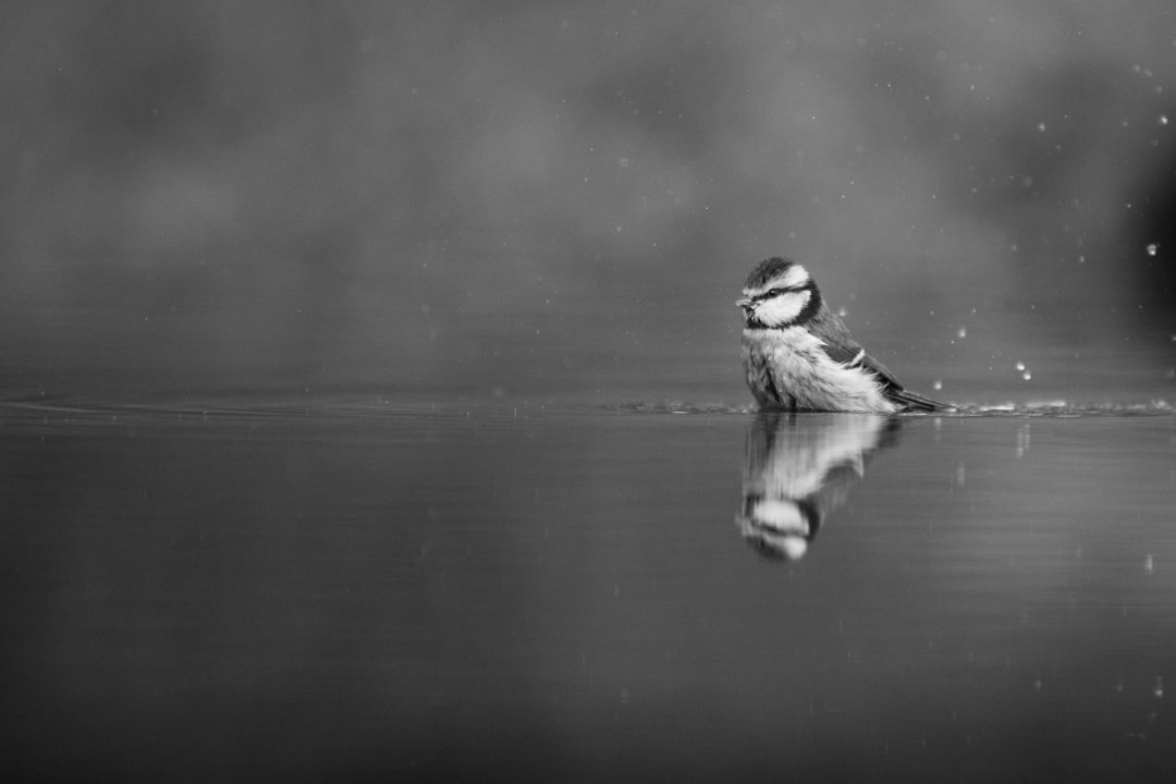 grayscale photo of bird on water