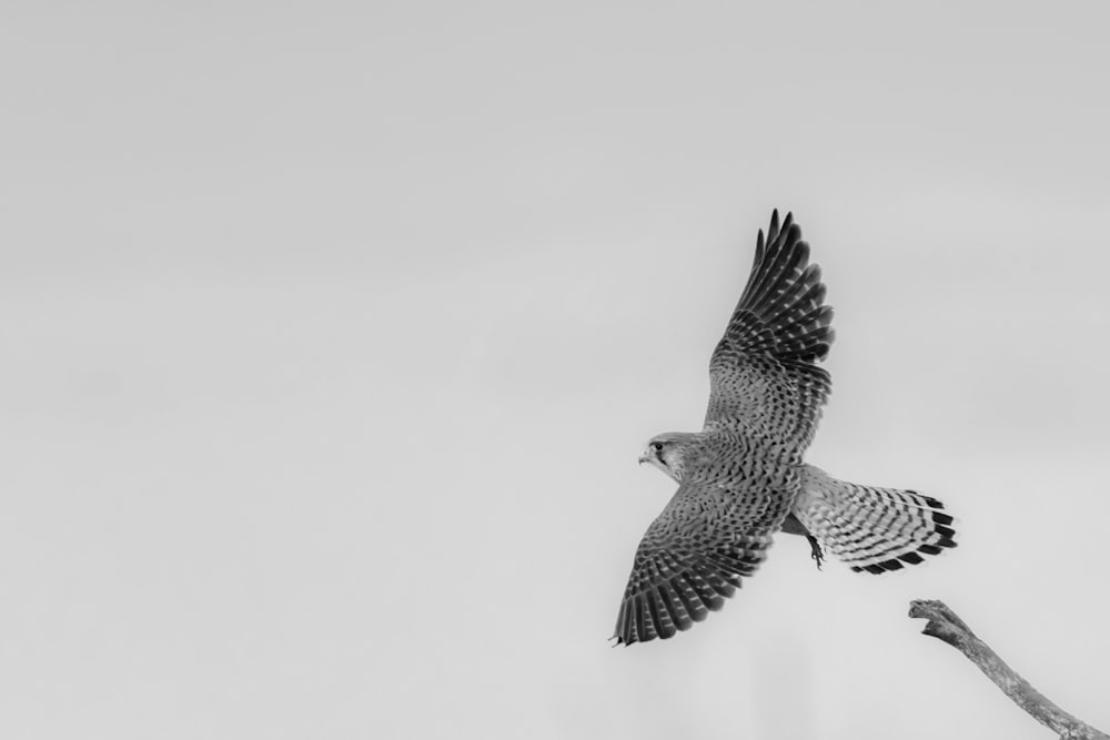 black and white bird flying