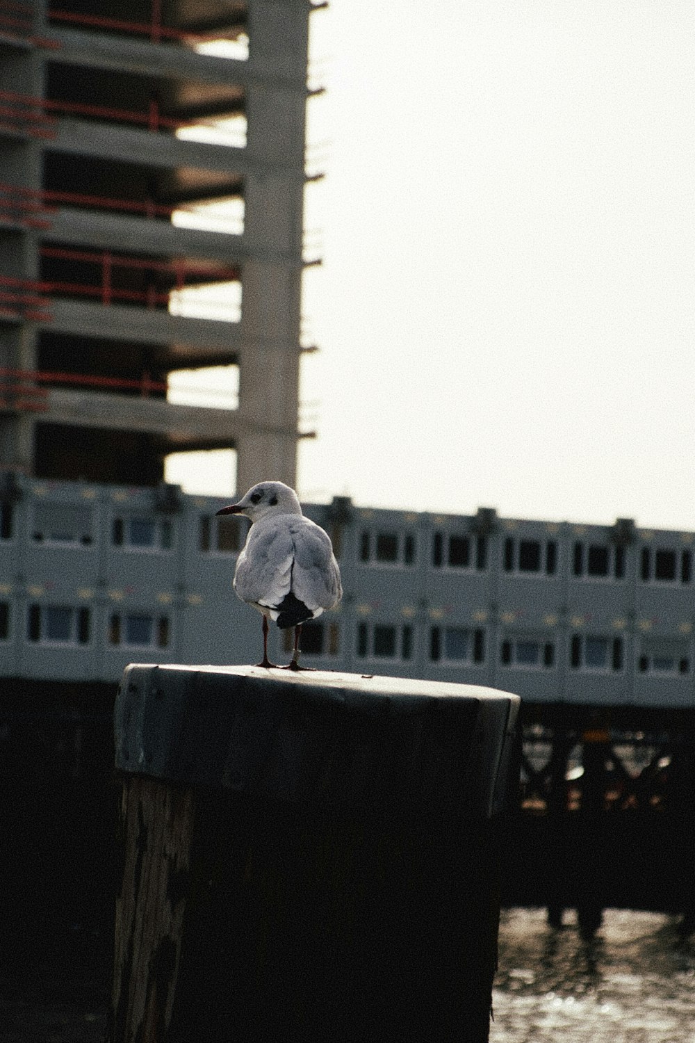 white bird on brown wooden fence during daytime