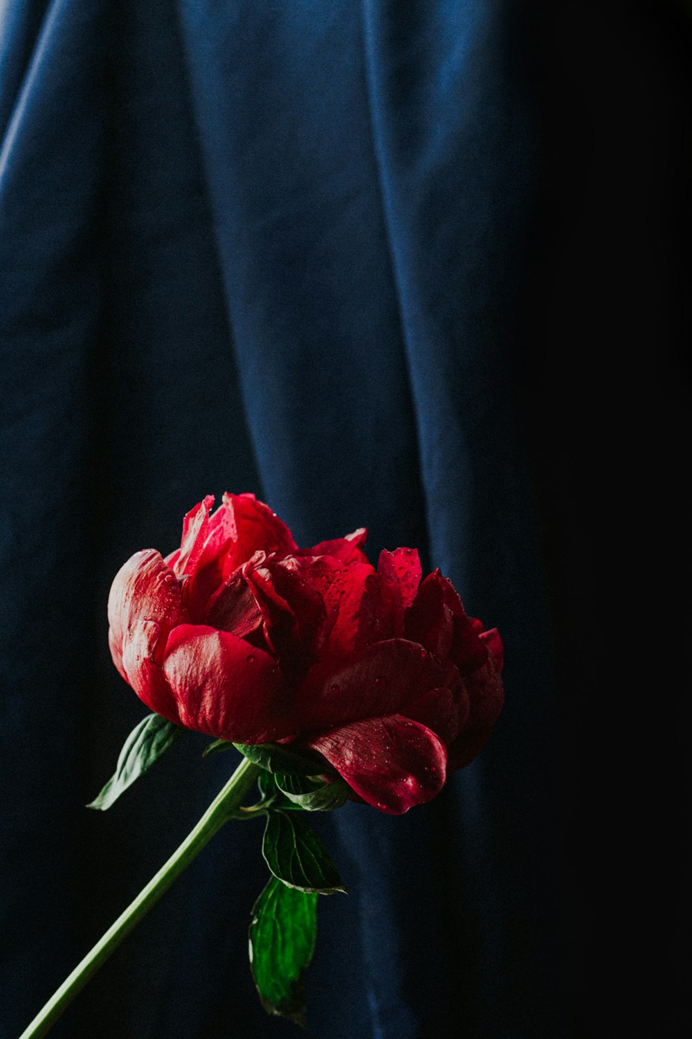 red rose on blue textile