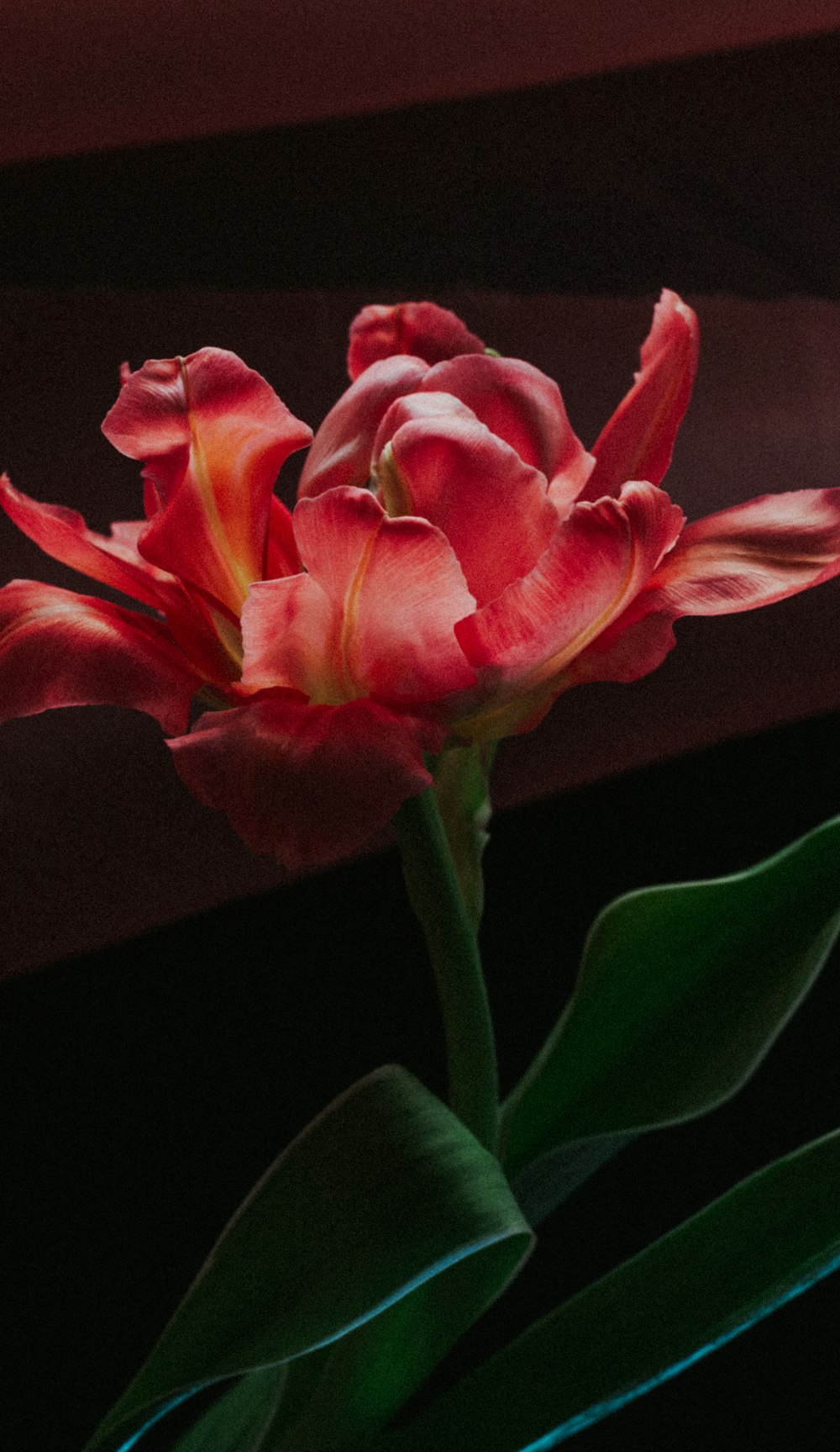 pink flower in close up photography