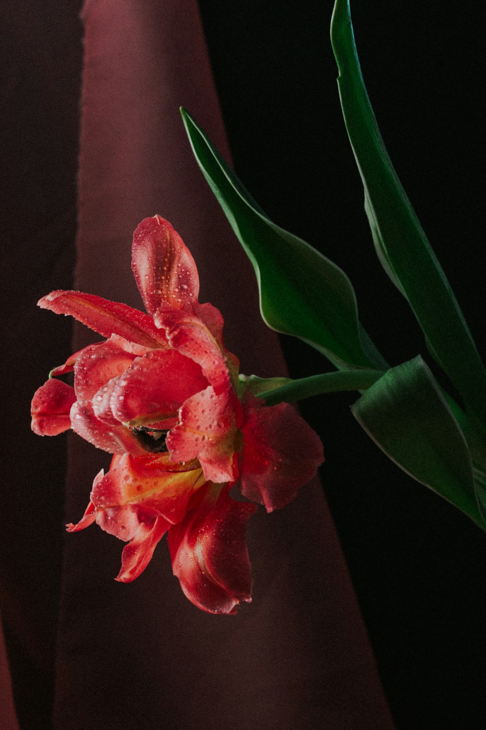 red and white flower with green leaves