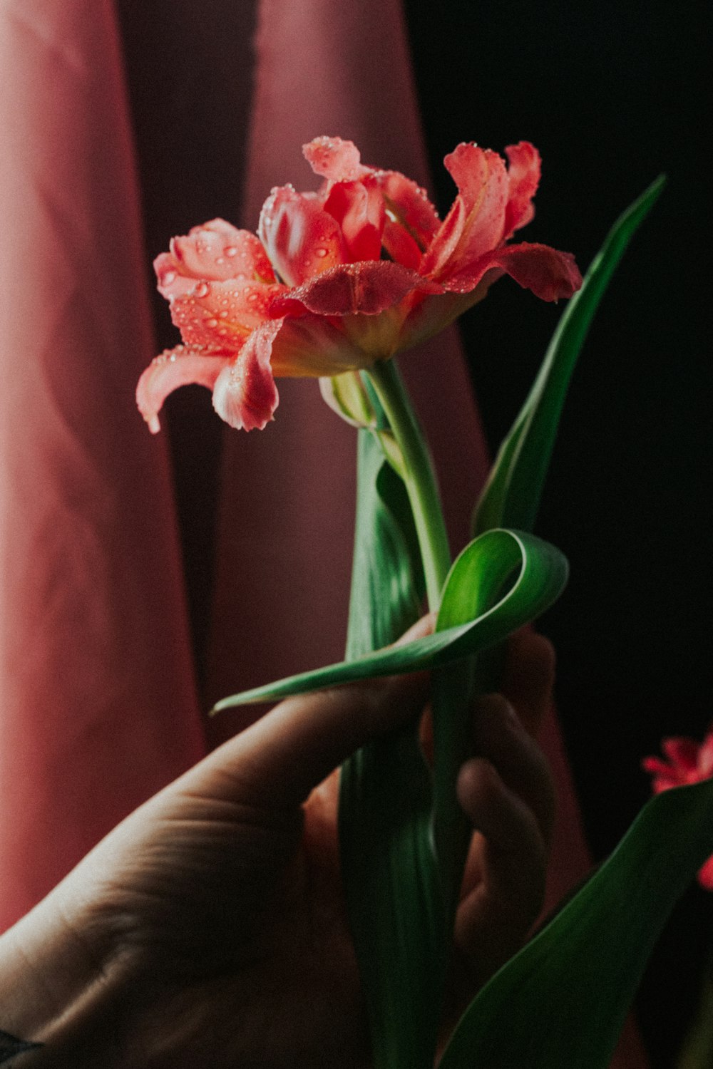 red and white flower in close up photography