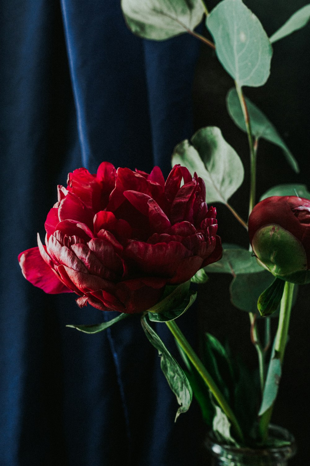 red rose on blue textile