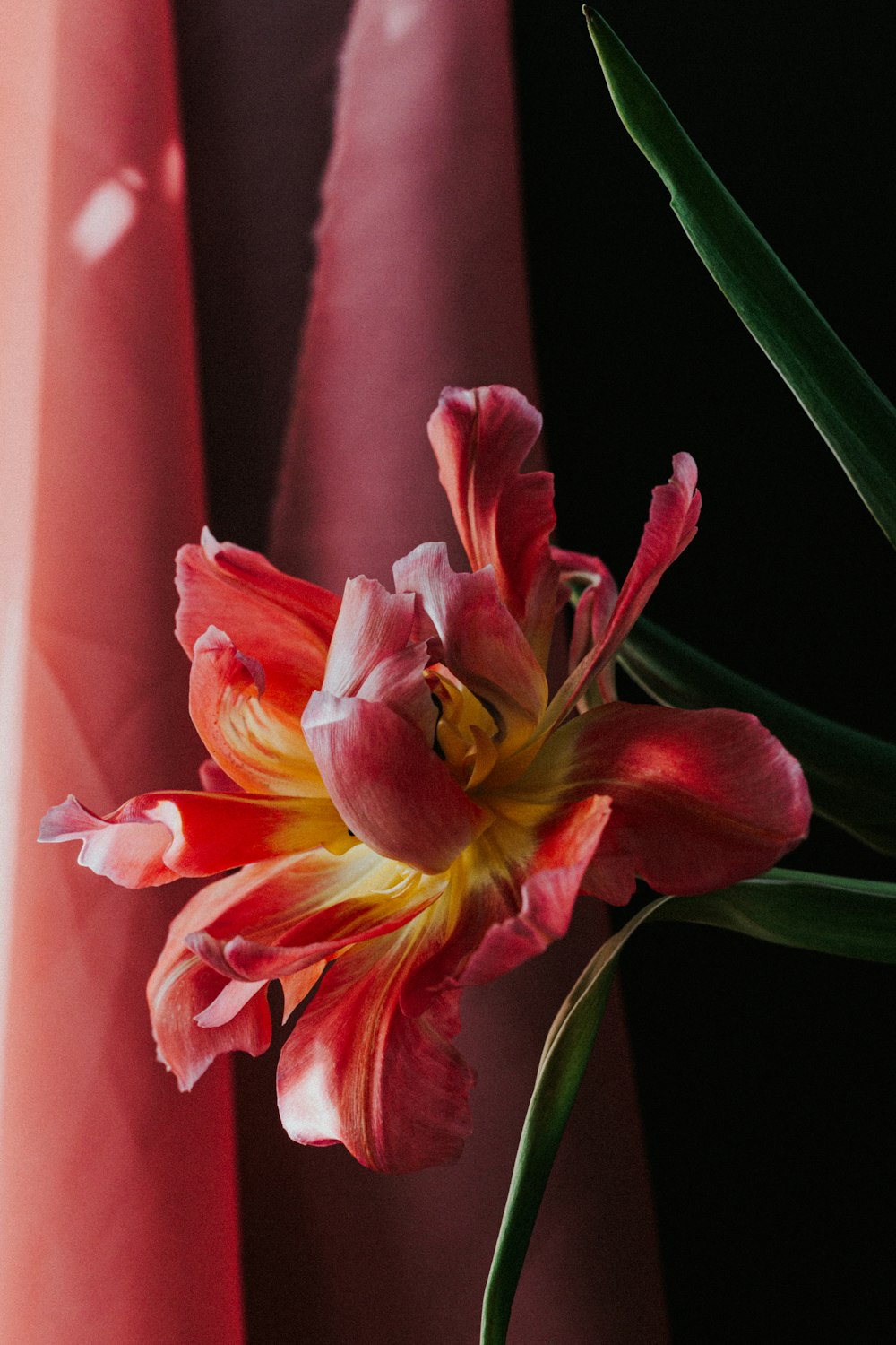 pink and yellow flower on pink vase