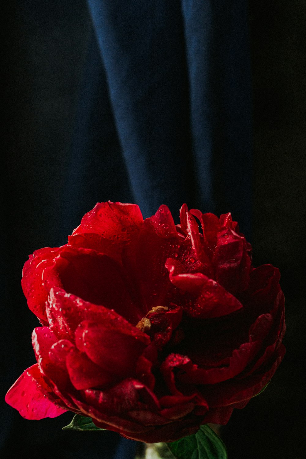 red rose in close up photography