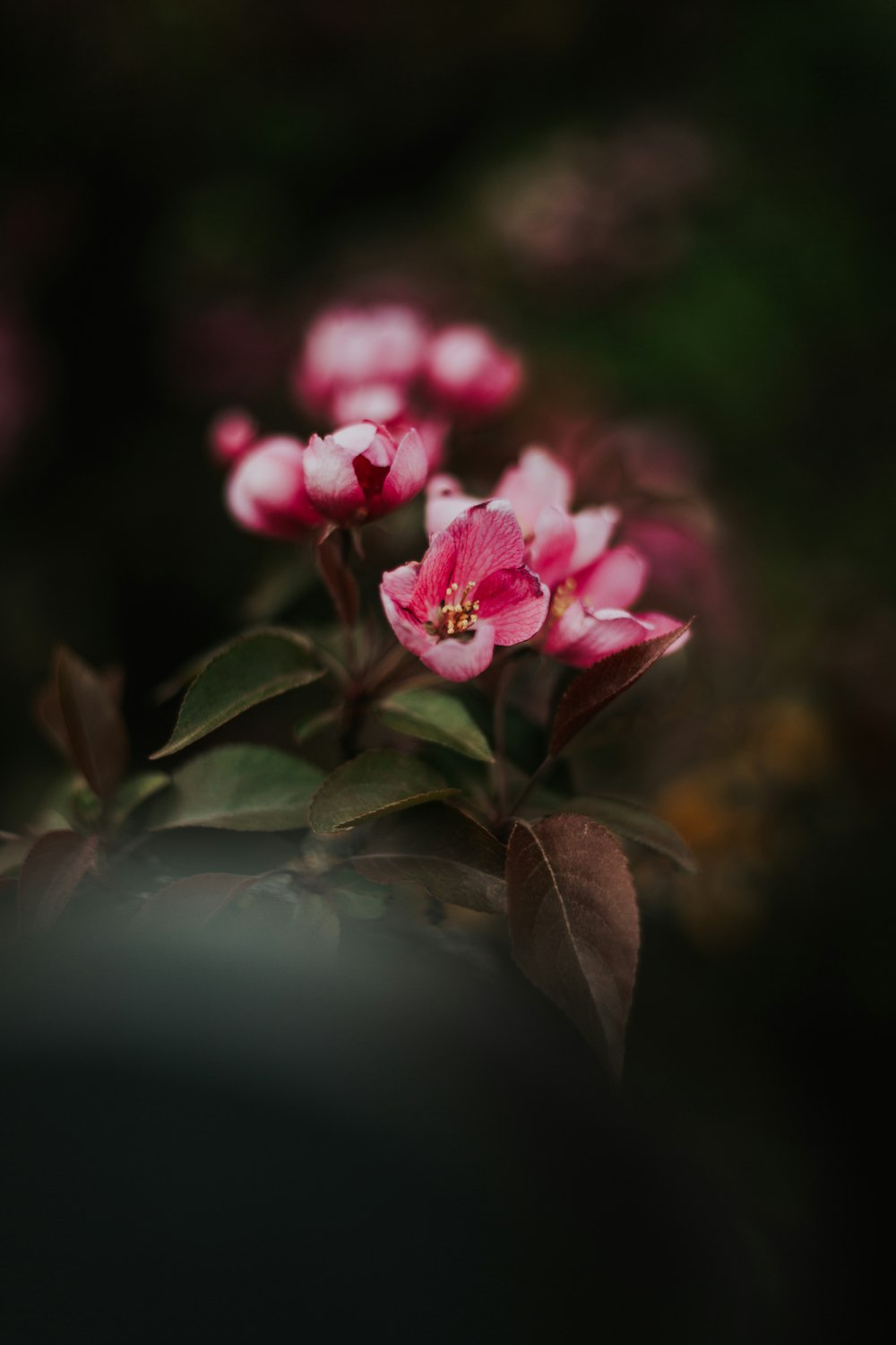 pink flower in tilt shift lens