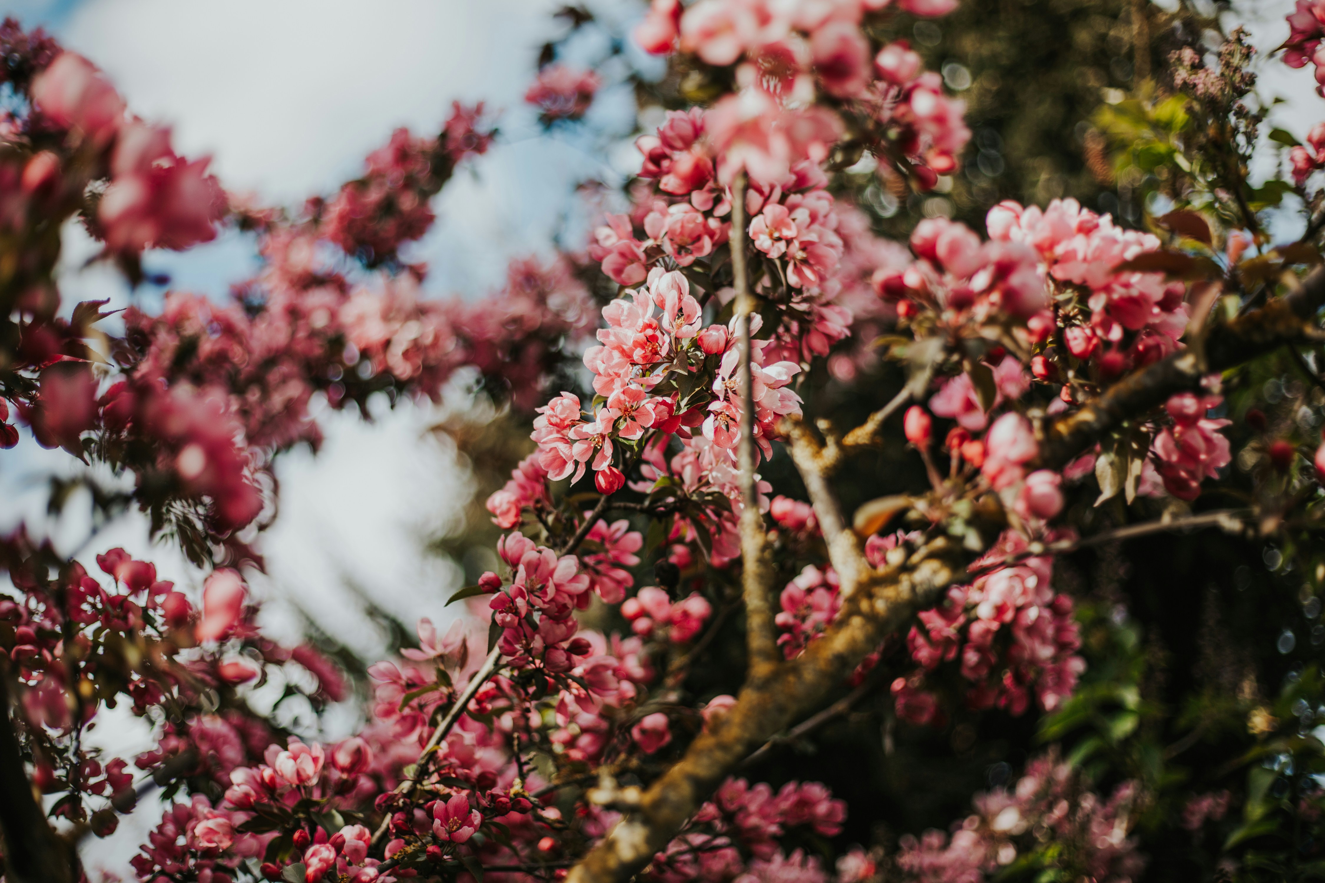 pink flowers on brown tree branch