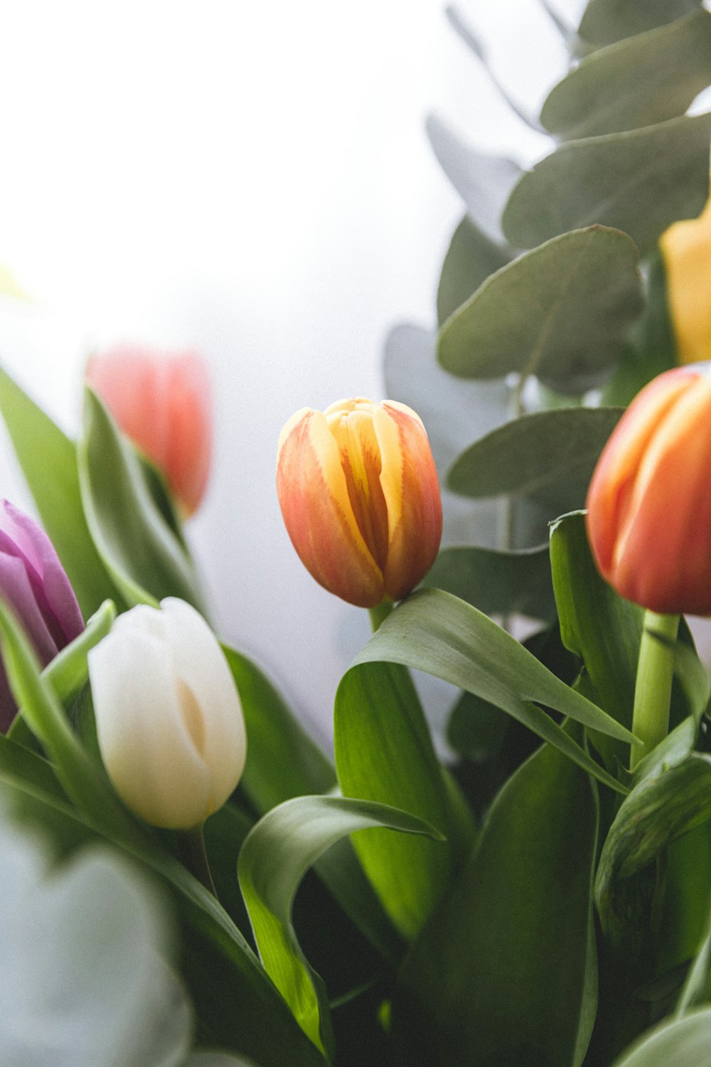 white and purple tulips in bloom during daytime