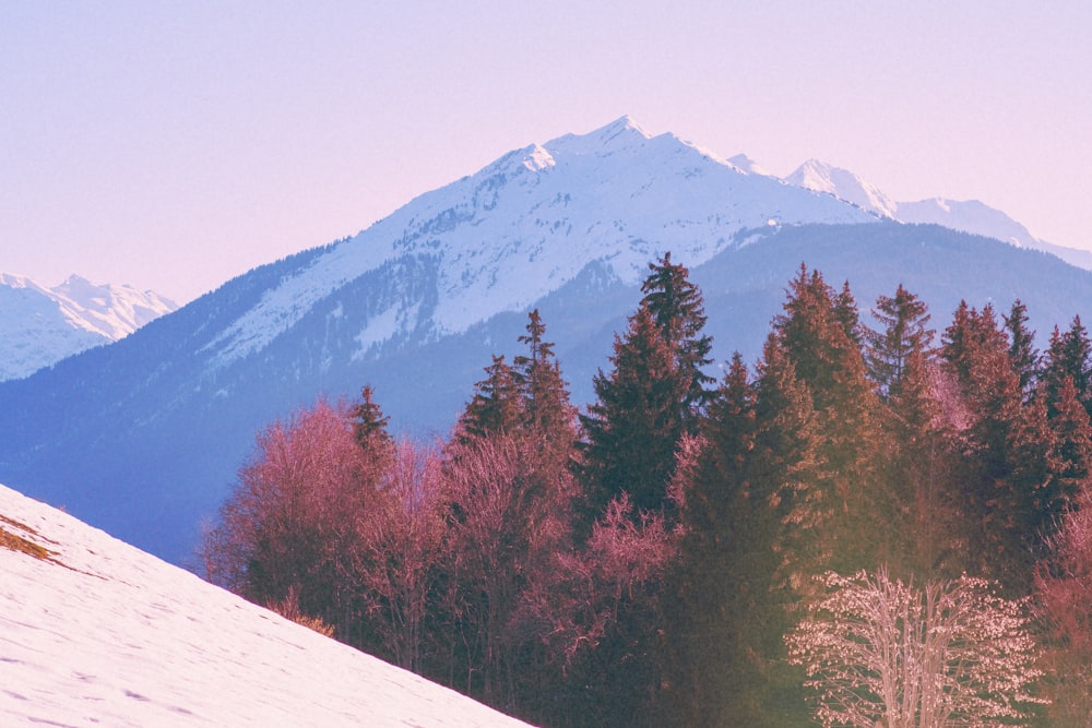 green trees near mountain during daytime