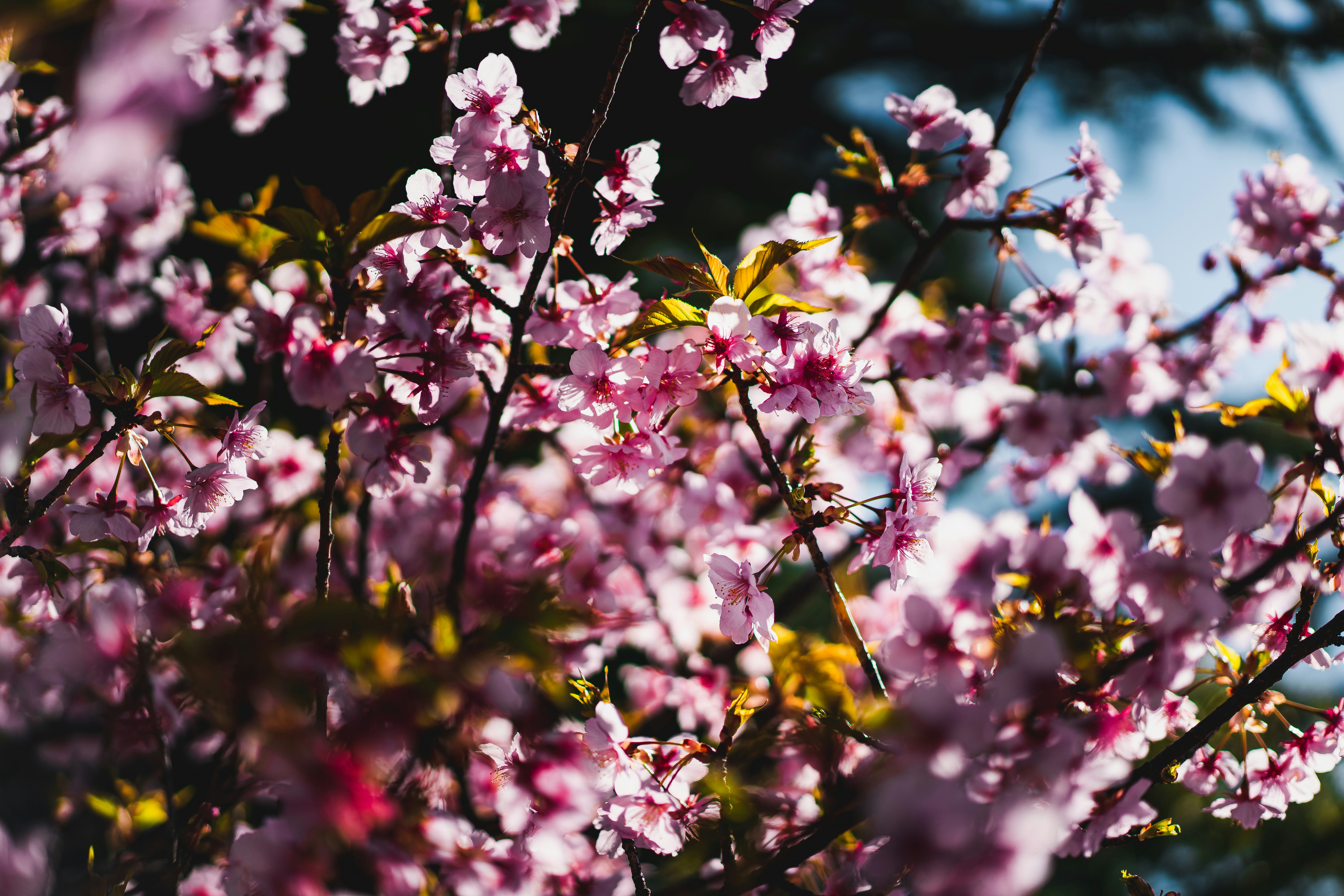 Photo by satoshin_73