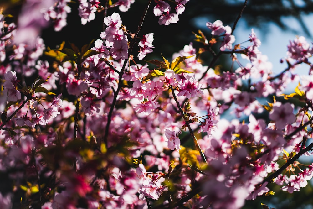 pink and white flowers in tilt shift lens