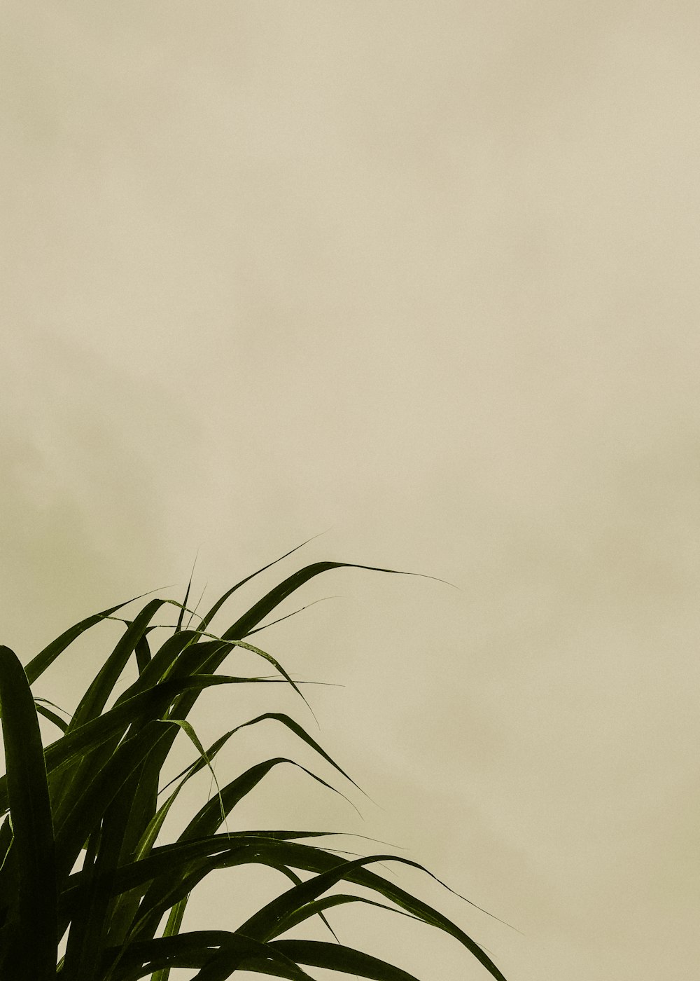 green plant under white clouds