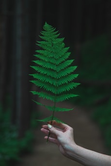 person holding green pine tree leaf