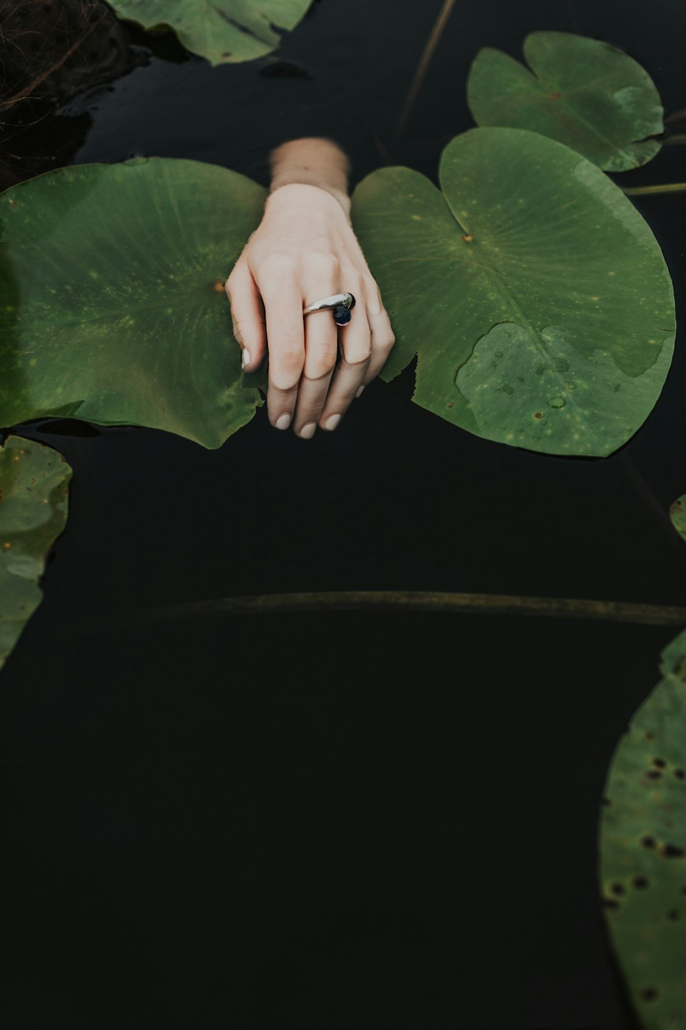 person holding green leaves during daytime