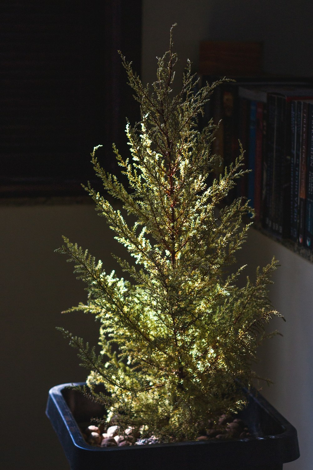 白い陶器の鉢に緑の植物