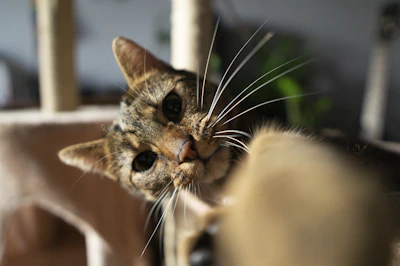 A veterinarian carefully examining a curious tabby cat in a bright, welcoming clinic.