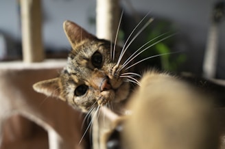 A close-up photograph of a curious tabby cat with a white muzzle and distinctive whiskers, appearing to examine or paw at the camera. The background is blurred, with hints of greenery and indoor elements.