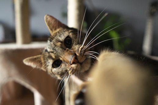 A close-up photograph of a curious tabby cat with a white muzzle and distinctive whiskers, appearing to examine or paw at the camera. The background is blurred, with hints of greenery and indoor elements.