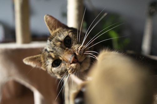 A petsitter photographing a curious cat in natural light