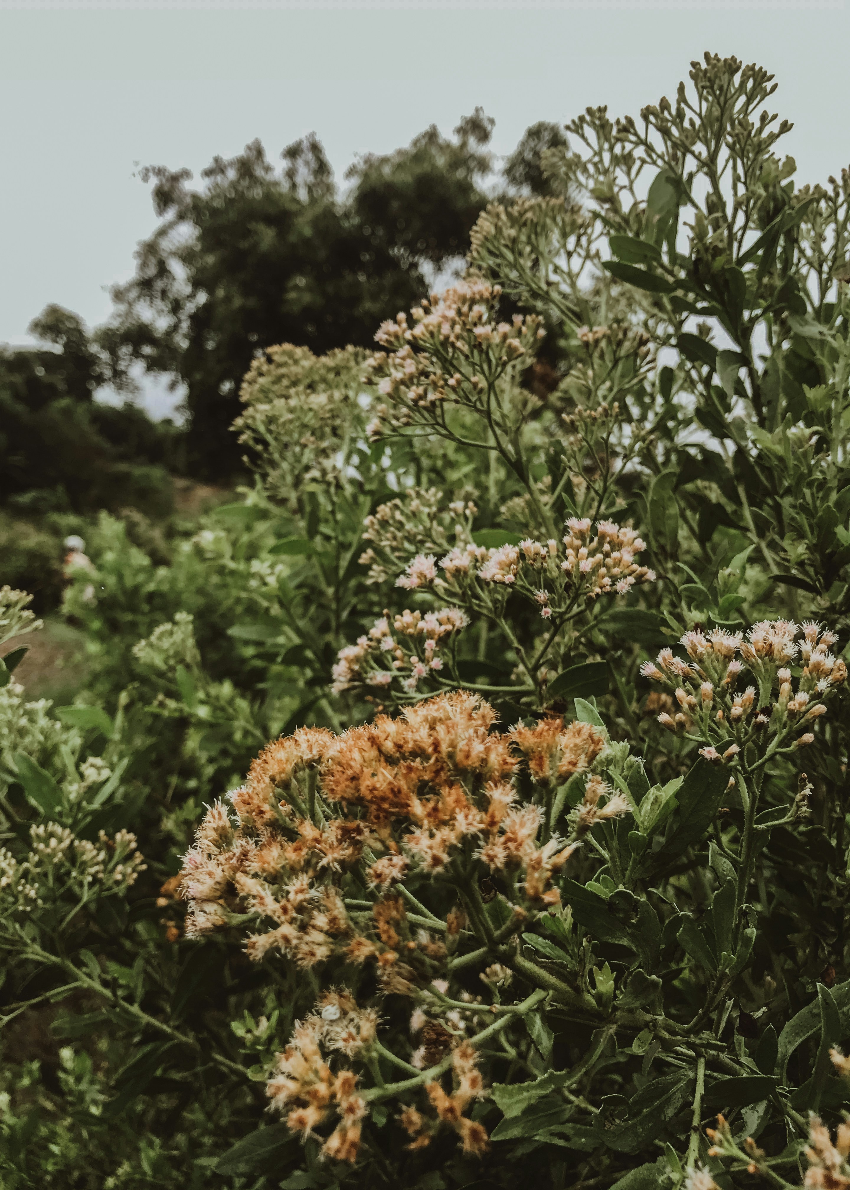 yellow flowers with green leaves