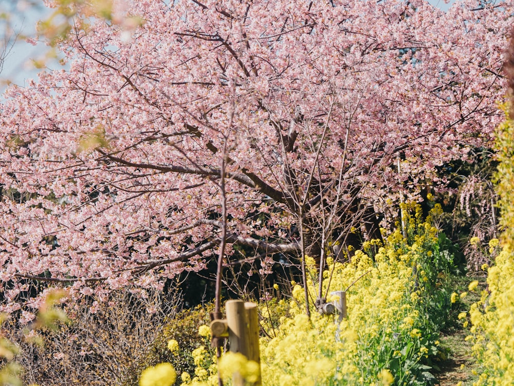 pink cherry blossom tree during daytime