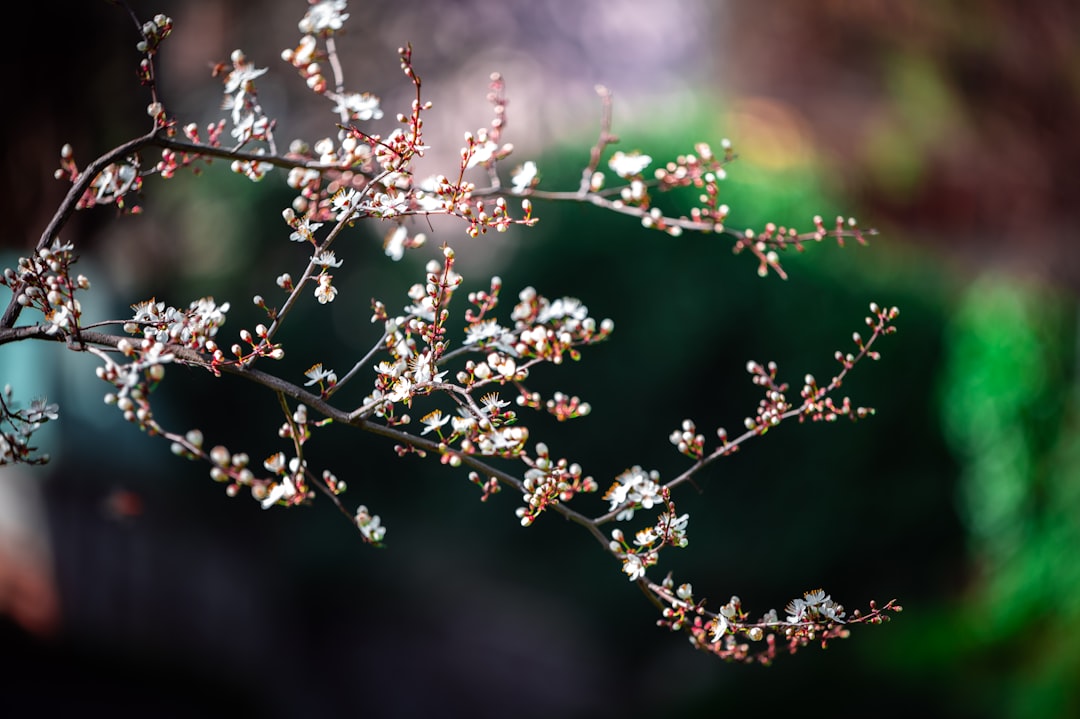 white flowers in tilt shift lens