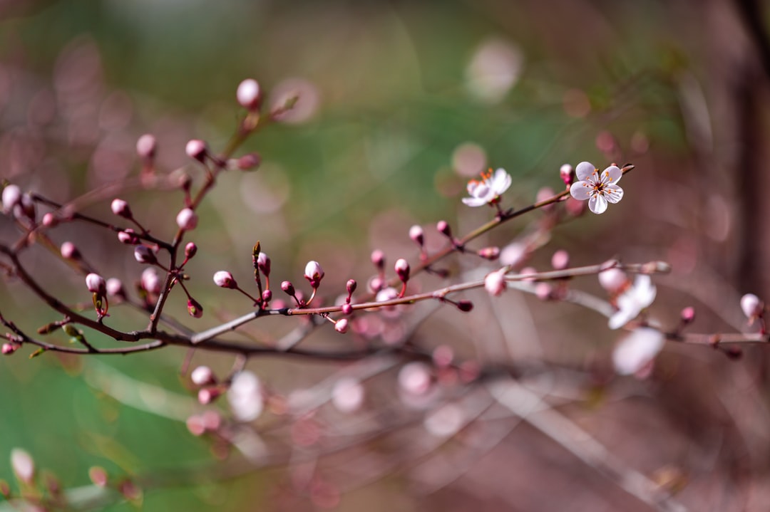 white and brown flower buds in tilt shift lens