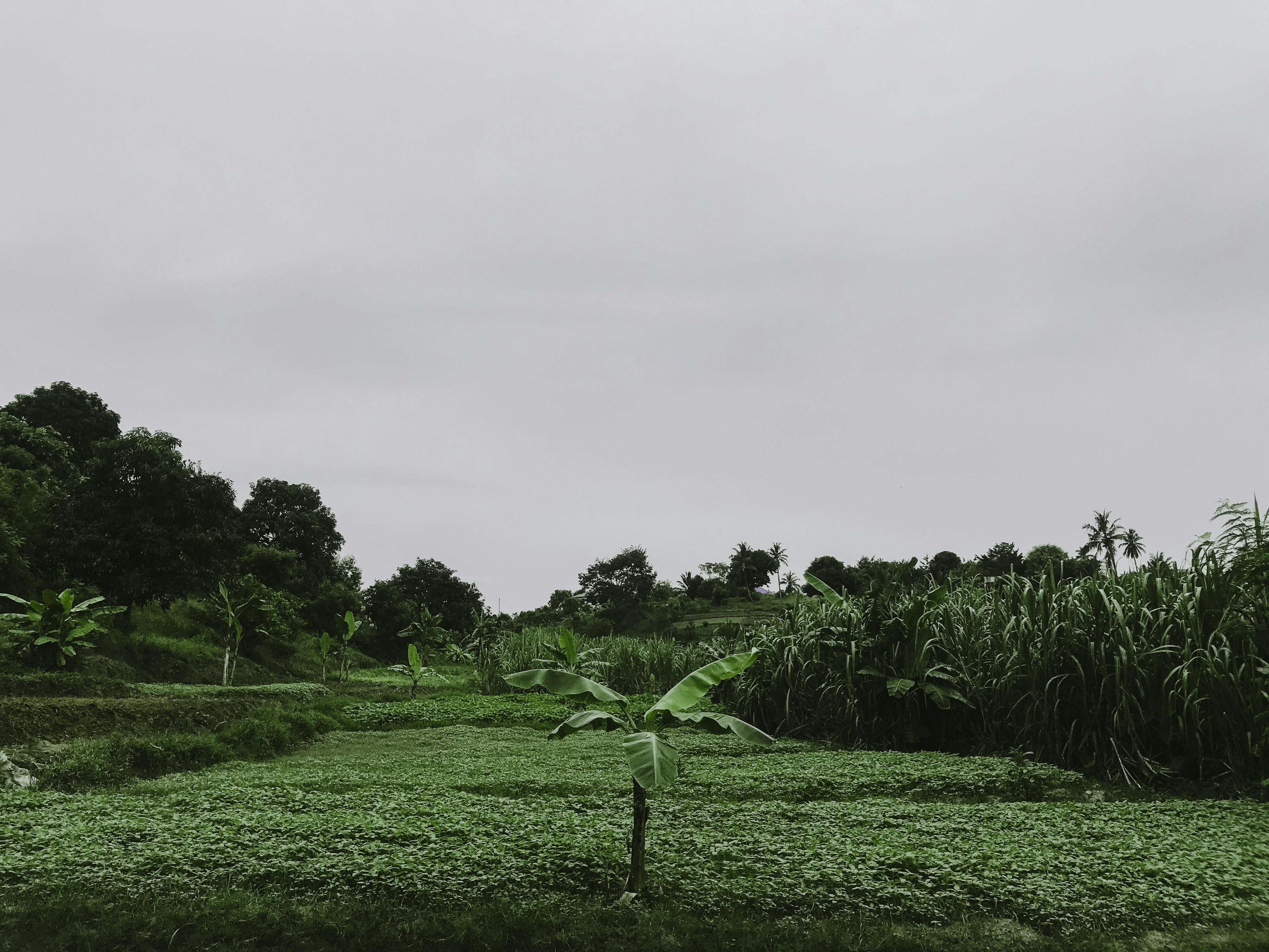 Premium Indian Agri-Commodities
