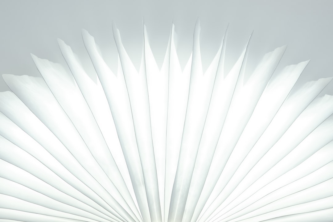  white and gray feather in close up photography fan