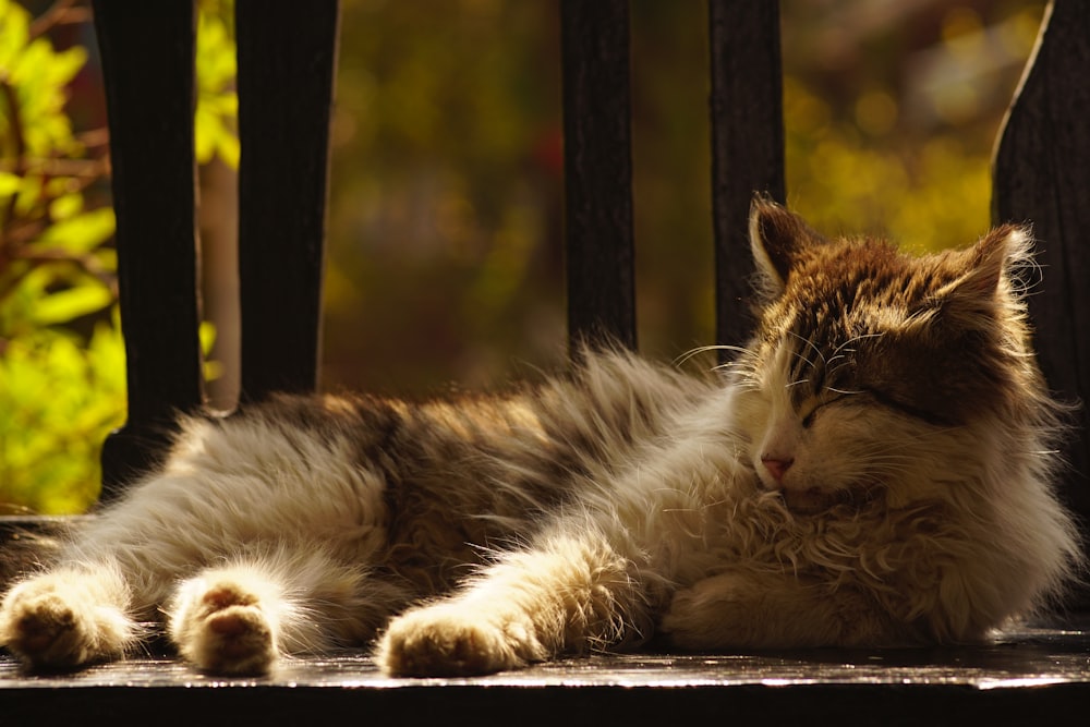 white and brown long fur cat lying on ground