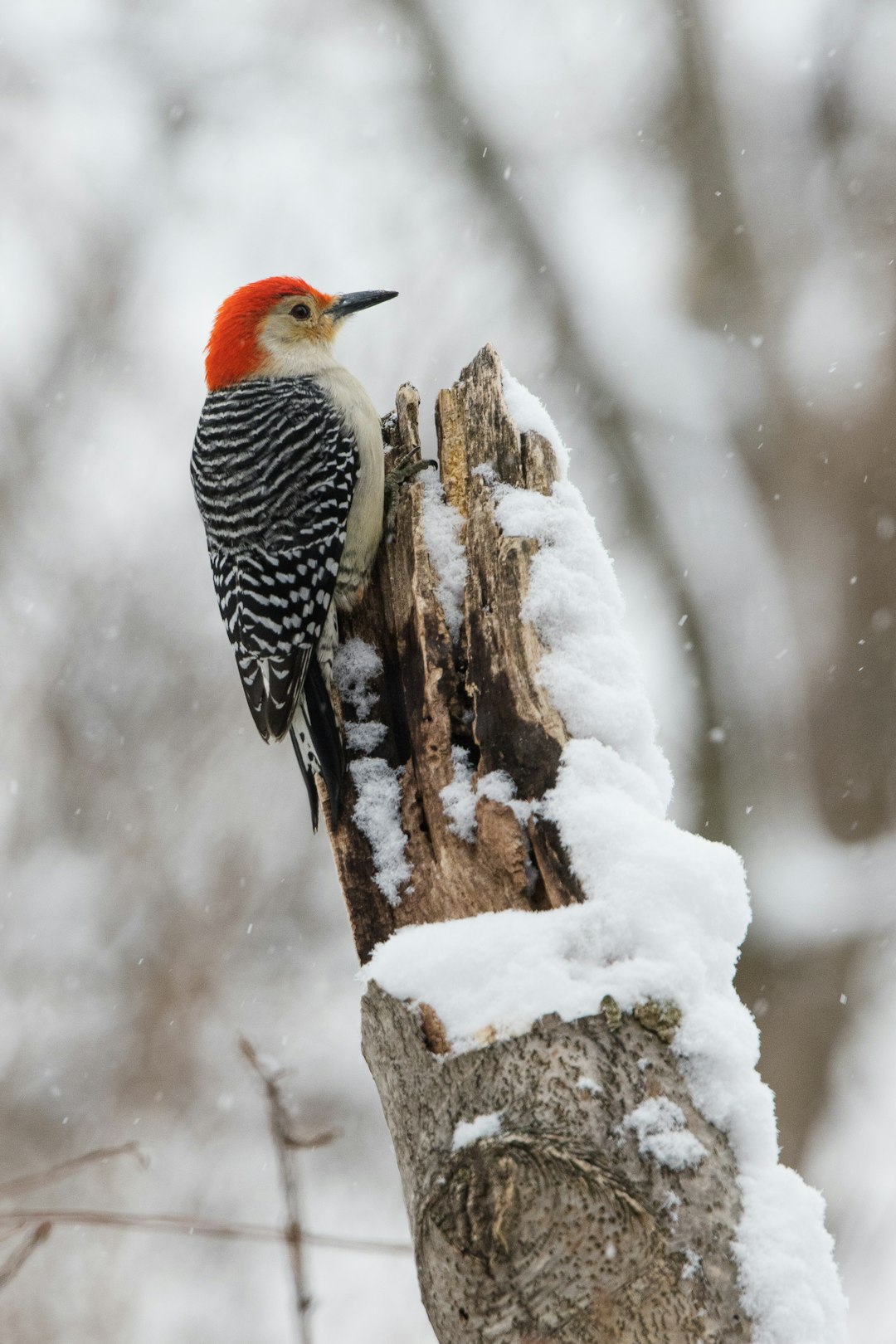  black white and orange bird on tree branch woodpecker