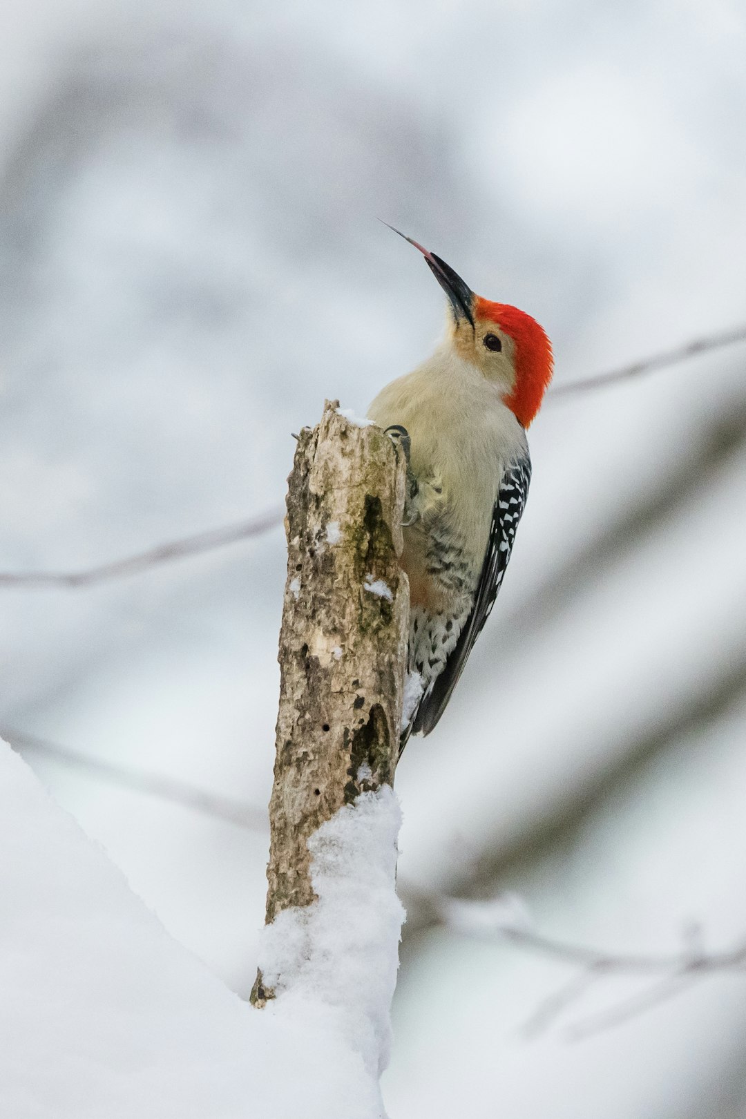  orange white and black bird on tree branch woodpecker