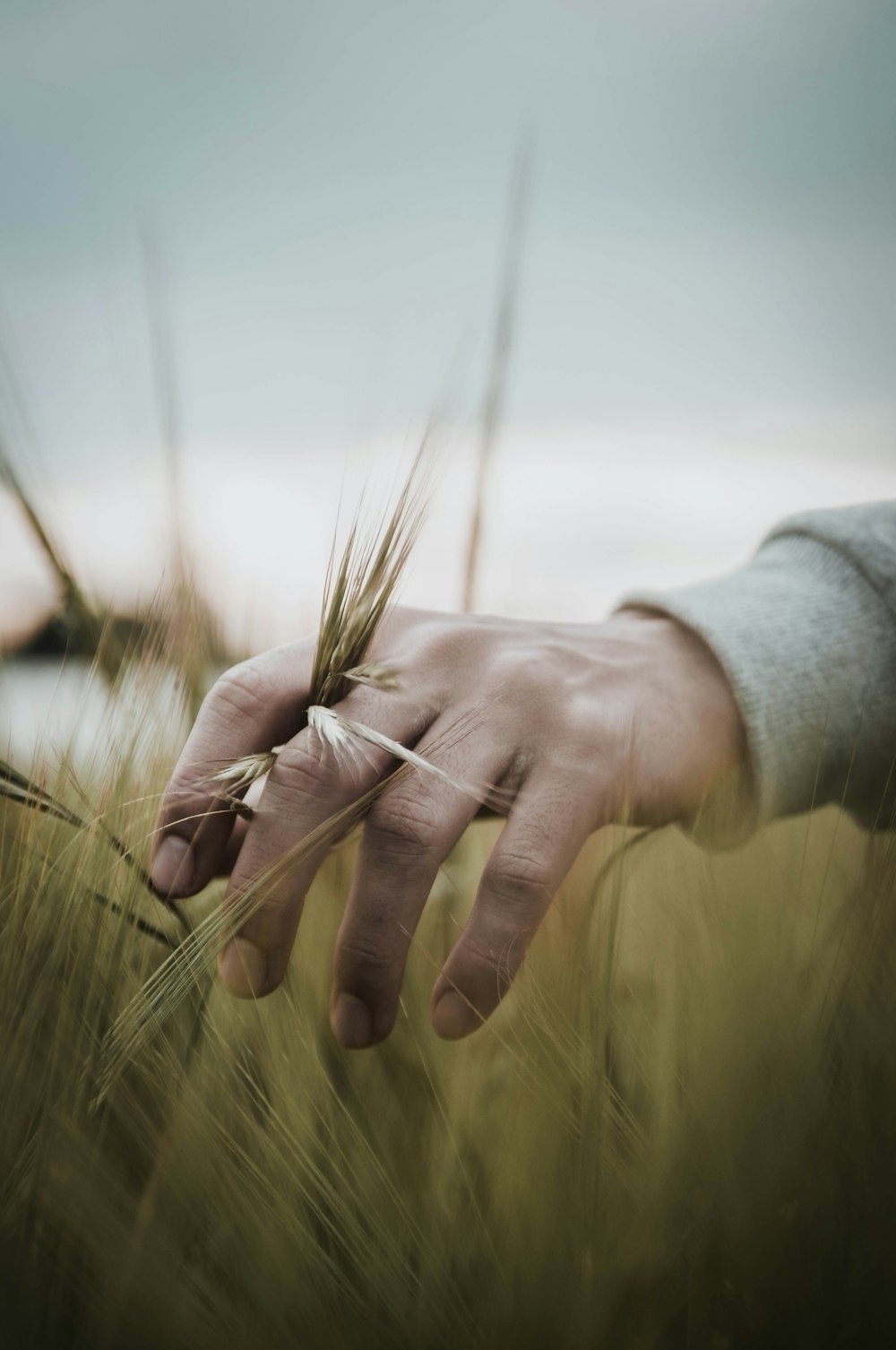 person in gray long sleeve shirt holding wheat