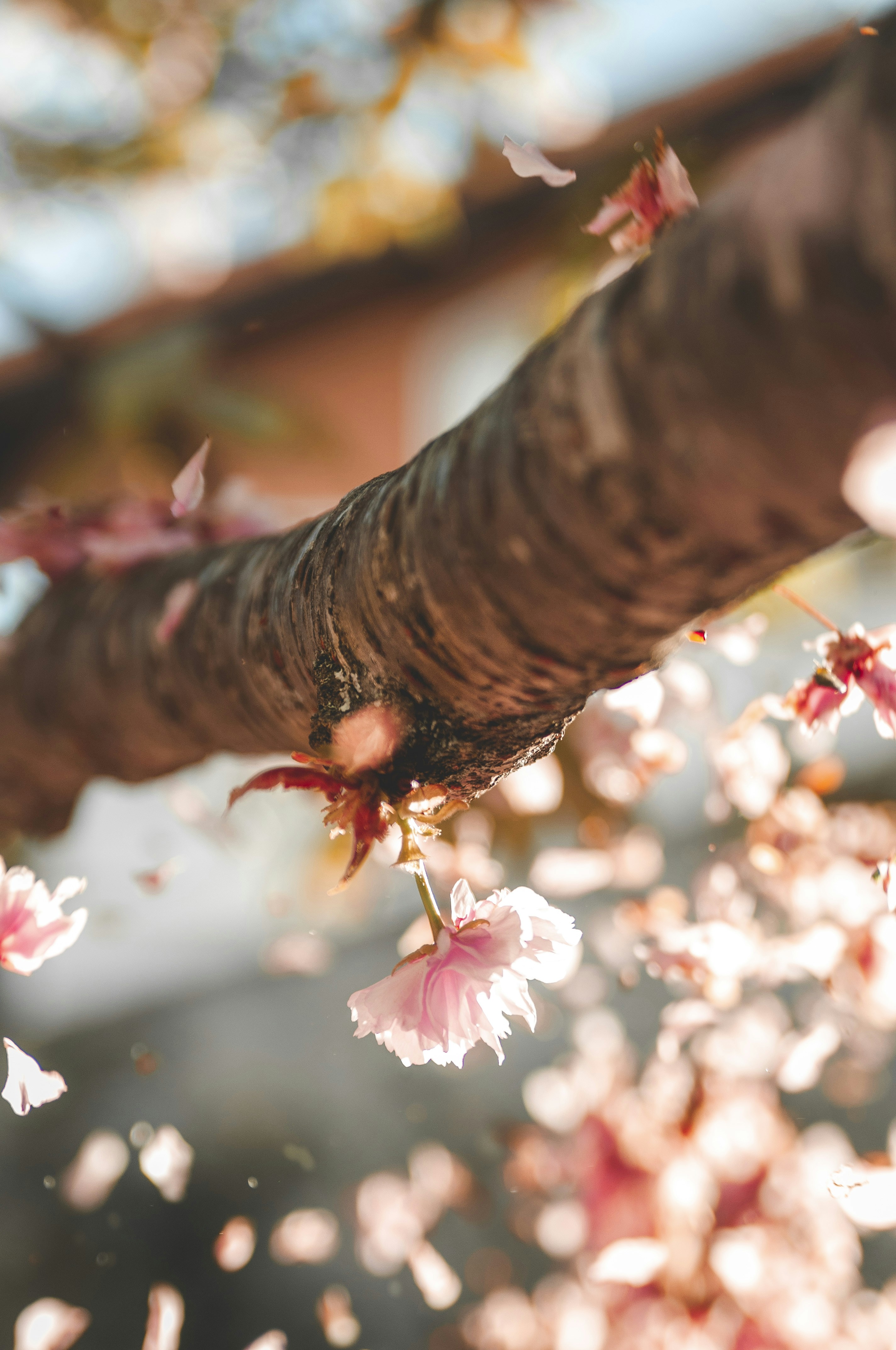 Photo by miguelarguibide