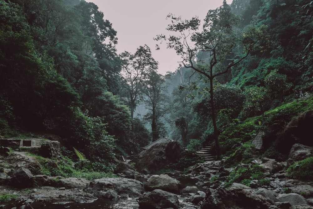 green trees and rocks on river