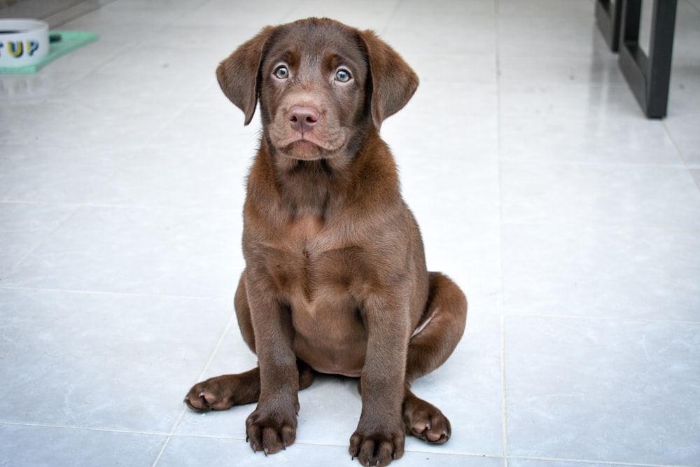 brown short coated dog on white floor