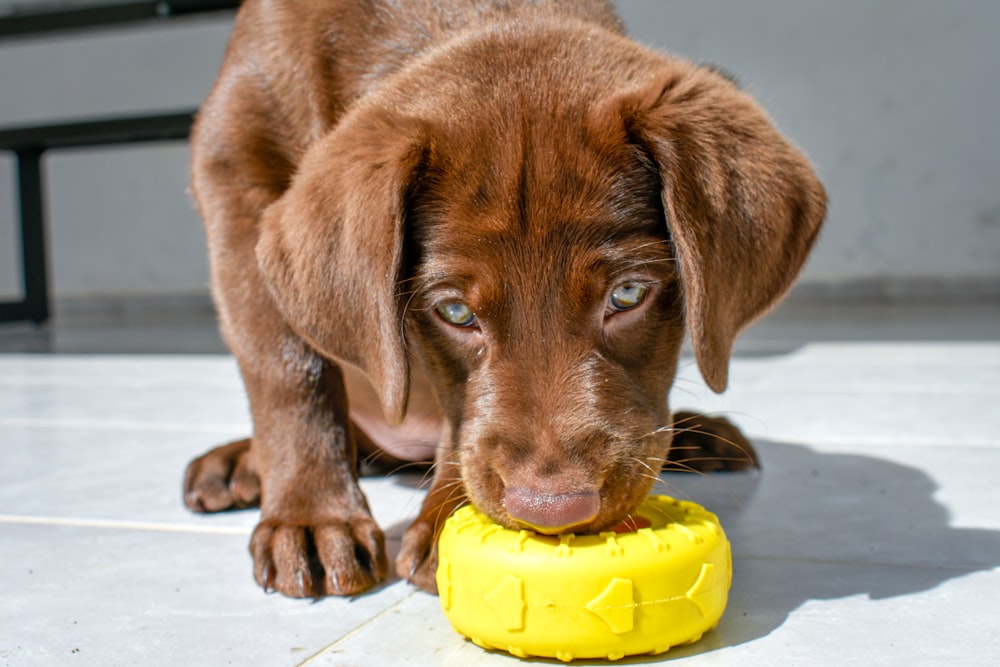Chocolate labrador retriever puppy biting yellow ball photo – Free Mexico  Image on Unsplash