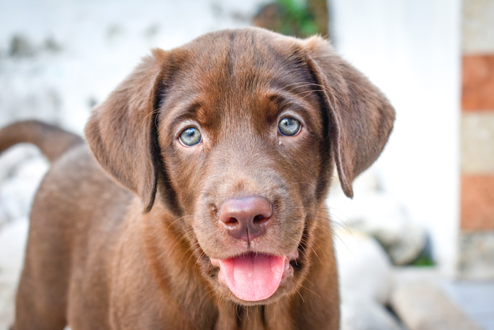 brown short coated dog with tongue out